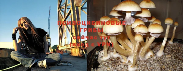 сатива Покачи