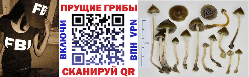 Псилоцибиновые грибы Cubensis Микунь