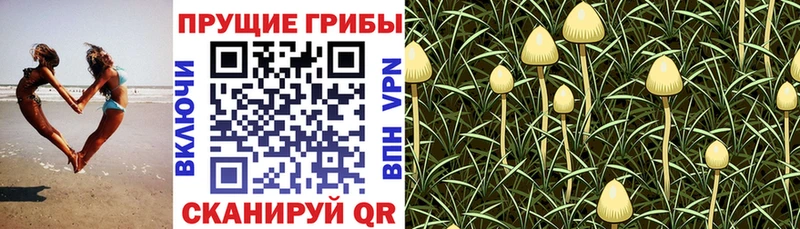KRAKEN вход  Микунь  Псилоцибиновые грибы MAGIC MUSHROOMS 
